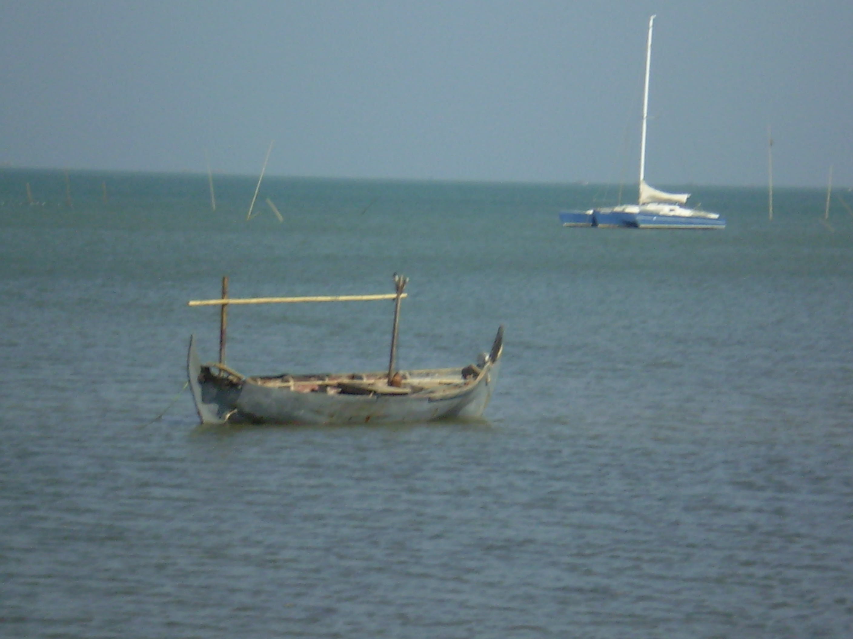 漁船每日在海域巡視褐藻狀況