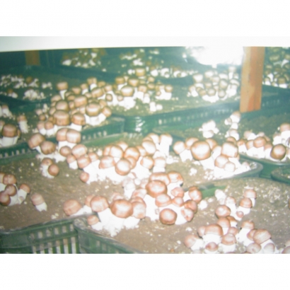 巴西蘑菇栽培